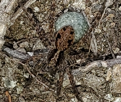 Pardosa dorsuncata
