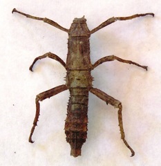 Eurycanthini
