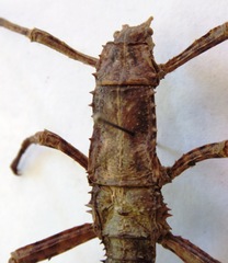 Eurycanthini