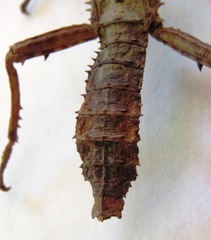 Eurycanthini