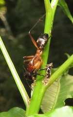 Camponotus maculatus