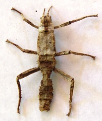 Eurycanthini