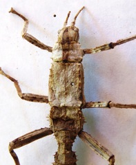 Eurycanthini