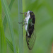 Swamp Cicada - Photo (c) Jim Danzi, some rights reserved (CC BY-NC), uploaded by Jim Danzi