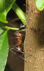 Camponotus maculatus
