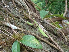 Oxyopsis rubicunda