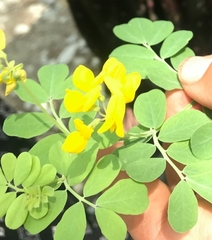 Coronilla coronata