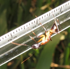 Camponotus maculatus