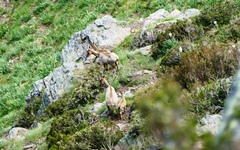 Rupicapra pyrenaica parva