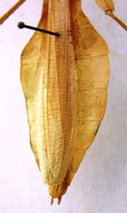 Cryptophyllium