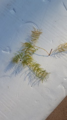 Ceratophyllum echinatum