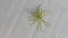 Ceratophyllum echinatum