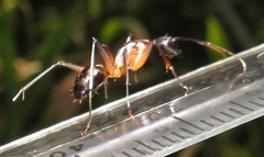 Camponotus maculatus