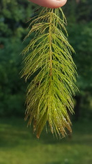 Ceratophyllum echinatum