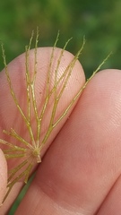 Ceratophyllum echinatum