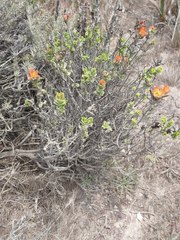 Castilleja latifolia