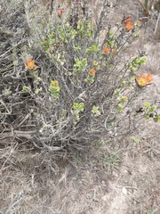 Castilleja latifolia