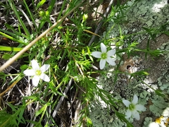 Arenaria lycopodioides