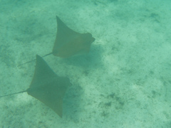 Rhinoptera steindachneri