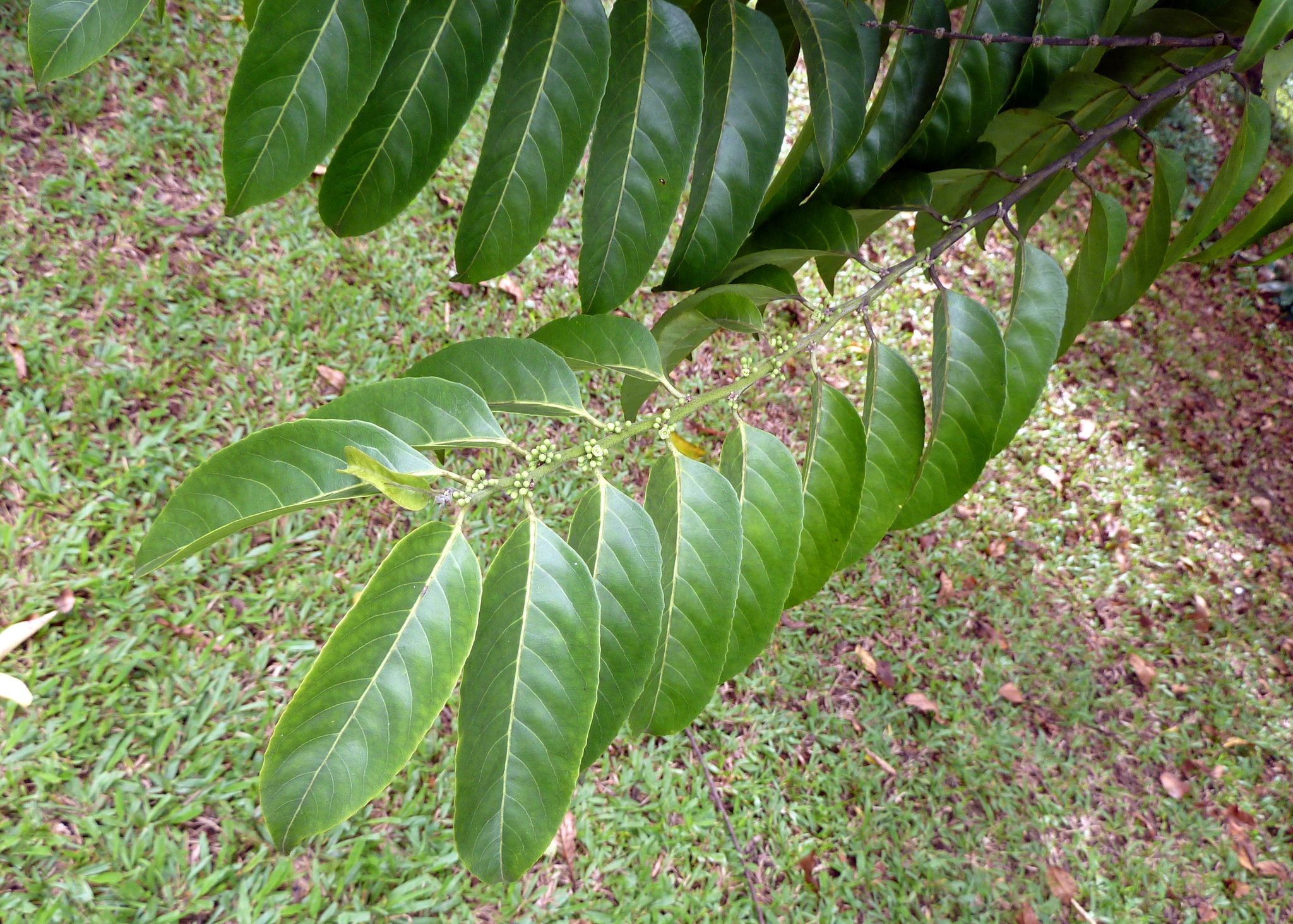 Palaquium gutta