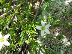 Arenaria lycopodioides