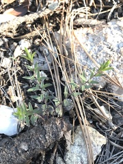 Hedeoma hyssopifolia
