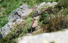 Rupicapra pyrenaica parva