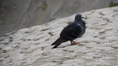 Columba livia domestica