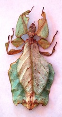 Pulchriphyllium giganteum