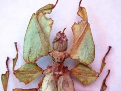 Pulchriphyllium giganteum