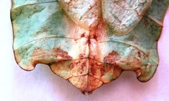 Pulchriphyllium giganteum