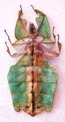 Pulchriphyllium giganteum