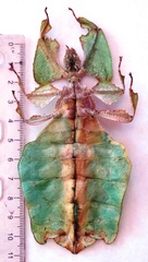 Pulchriphyllium giganteum