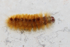 Idalus daga
