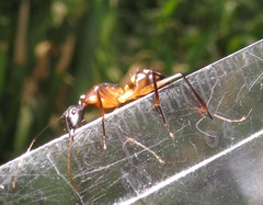 Camponotus maculatus