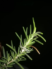 Mecaphesa