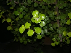 Mecaphesa