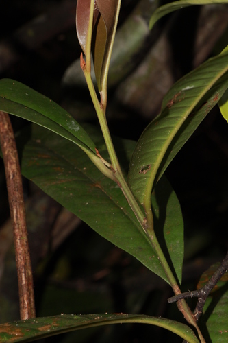 Palaquium - Wikipedia