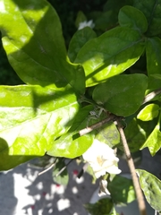 Mecaphesa