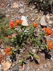 Castilleja hispida hispida