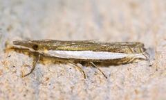 Crambus quinquareatus