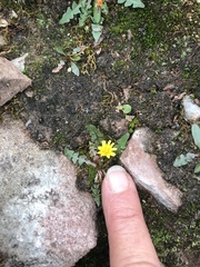 Taraxacum scopulorum