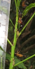 Camponotus maculatus