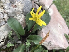 Senecio amplectens holmii