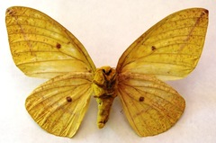 Eacles imperialis