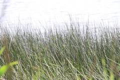 Juncus roemerianus