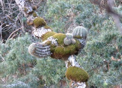 Trichocereus schickendantzii