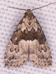 Hypenodes franclemonti