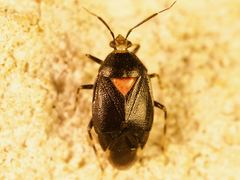 Deraeocoris sayi