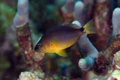 Hypoplectrus aberrans